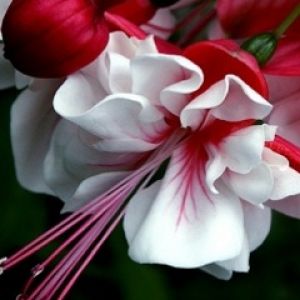 Hermosas Flores Rojas y Blancas