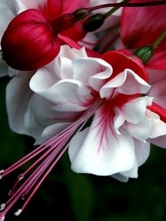 Hermosas Flores Rojas y Blancas