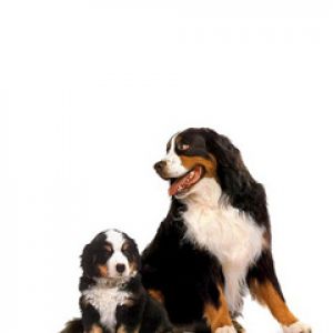 Perros de montaña de Berna