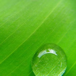 Gota de agua en hoja