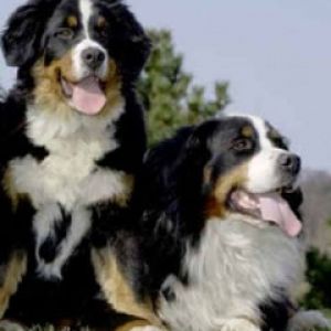 Perros de Montaña de Berna
