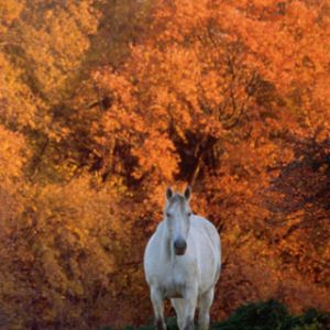 Caballo Blanco en Otoño
