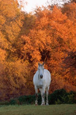 Caballo Blanco en Otoño