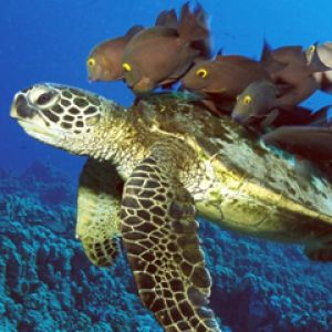 Tortuga Marina con Peces