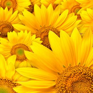 Campo de Girasoles Vibrantes