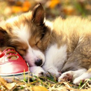 Cachorro Adorable Durmiendo con Zapato