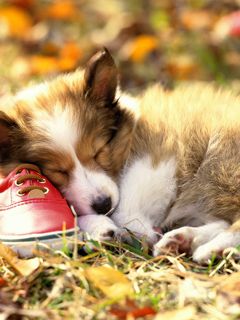Cachorro Adorable Durmiendo con Zapato