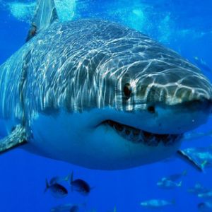 Tiburón Blanco Grande Bajo el Agua