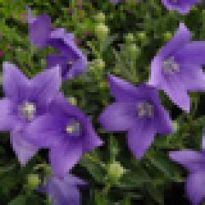 Campanillas Moradas en Flor