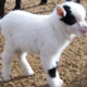 Cabrito Bonito