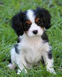 Cachorro Bonito en la Hierba