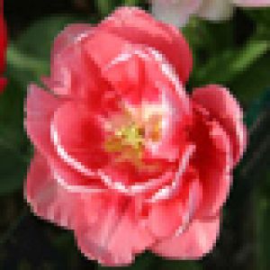 Hermosa flor de tulipán rosa