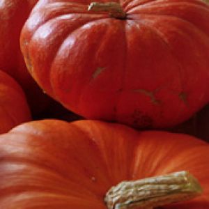 Calabazas Vibrantes para Otoño