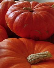 Calabazas Vibrantes para Otoño