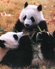 Pandas Lindos Jugando