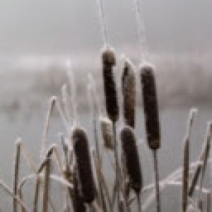 Juncos helados en la niebla