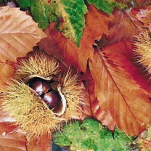 Castañas y Hojas de Otoño