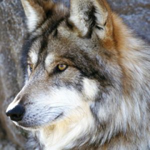Retrato de Lobo Majestuoso