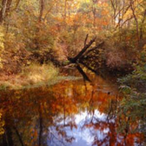Reflejo del Bosque Otoñal