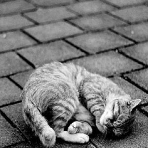 Gato Durmiendo Adorable
