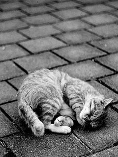 Gato Durmiendo Adorable