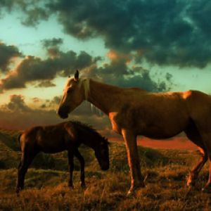 Caballos Majestuosos al Atardecer