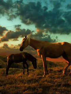 Caballos Majestuosos al Atardecer