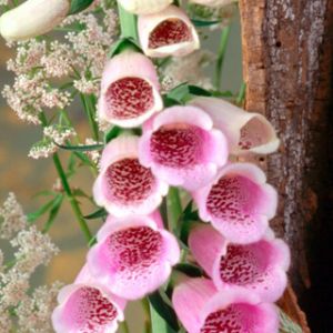 Hermosas Flores Rosadas