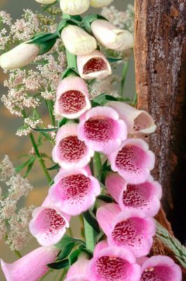 Hermosas Flores Rosadas