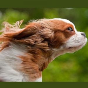 Perro Juguetón en Movimiento