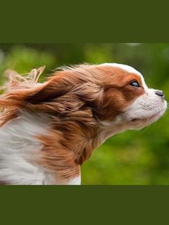 Perro Juguetón en Movimiento