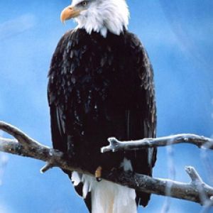 Águila Calva en una Rama
