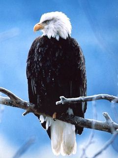 Águila Calva en una Rama