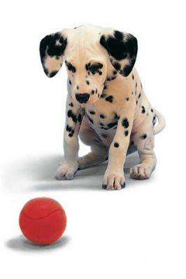 Cachorro Dálmata con Pelota