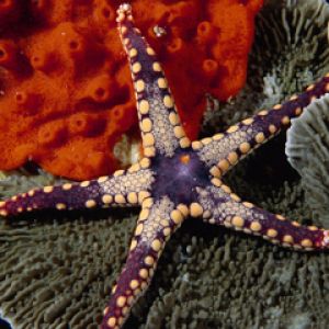 Estrella de Mar Colorida Bajo el Agua