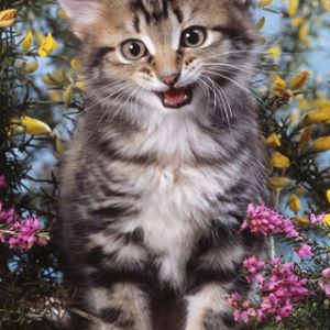 Gatito Adorable Entre Flores