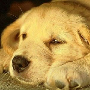 Cachorro de Golden Retriever
