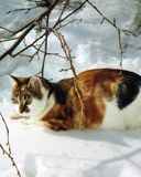 Gato Calico en la Nieve
