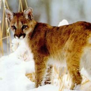 Majestuoso Puma en la Nieve