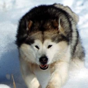 Malamute de Alaska Corriendo en la Nieve