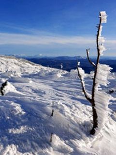 Paisaje helado con árbol de hielo