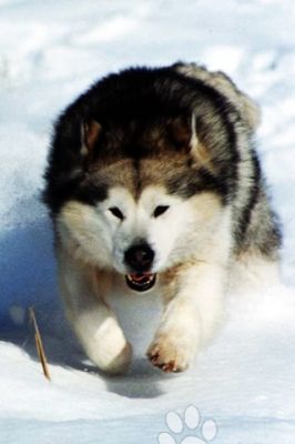 Malamute de Alaska Corriendo en la Nieve