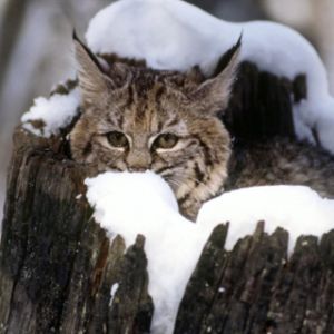Lince en paisaje nevado