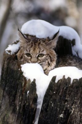 Lince en paisaje nevado