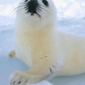 Foca linda en el hielo
