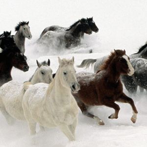 Caballos corriendo en la nieve