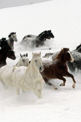 Caballos corriendo en la nieve