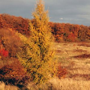 Paisaje Otoñal con Árbol de Larch