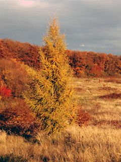 Paisaje Otoñal con Árbol de Larch