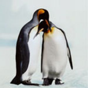 Pingüinos Lindos Enamorados